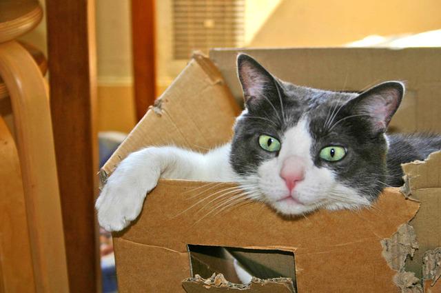 Cat Cardboard Cute Cardboard  - tiboustic / Pixabay